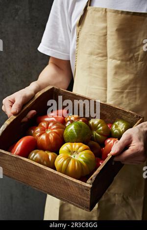 Plateau de tomates anciennes tenu par un chef Banque D'Images