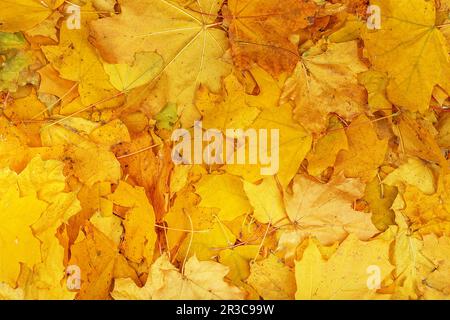 Arrière-plan groupe automne orange feuilles. Extérieur. Texture d'arrière-plan des feuilles jaunes d'érable. Magnifique CA Banque D'Images