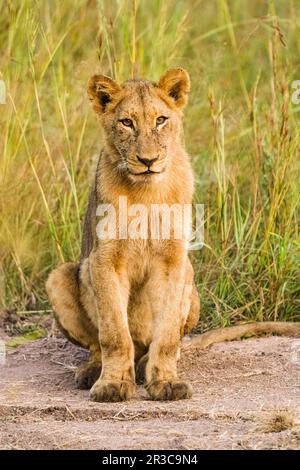 African Lion cub sur une route de terre dans une réserve de gibier d'Afrique du Sud Banque D'Images