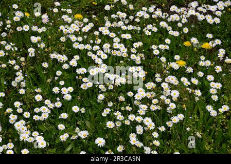 Pâquerettes communes qui poussent parmi l'herbe et d'autres fleurs sauvages. Banque D'Images