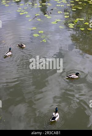 Canards colverts et nénuphars au château de Hever. Banque D'Images