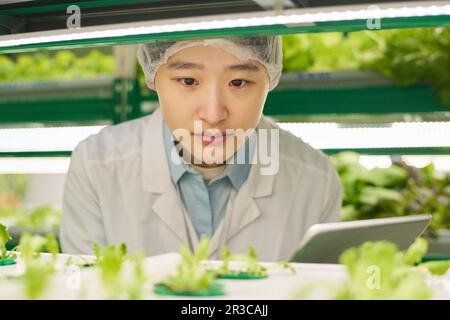 Se concentrer sur les jeunes femmes asiatiques biotechnologistes regardant les semis verts de nouvelles sortes de légumes feuillus tout en étudiant leurs caractéristiques Banque D'Images