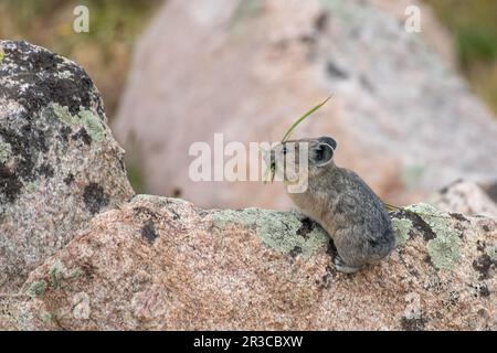 Pika à col assis sur le rocher avec de l'herbe dans la bouche Banque D'Images