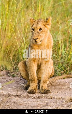 African Lion cub sur une route de terre dans une réserve de gibier d'Afrique du Sud Banque D'Images