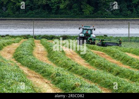 Timoleague, West Cork, Irlande. 23rd mai 2023. Lors d'une journée de temps chaud et couvert, Richard McCarthy, qui exploite des produits laitiers avec son frère Michael, coupe de l'herbe pour l'ensilage prête pour le pressage dans sa ferme de Timoleague, West Cork. Richard utilise un tracteur Deutz-Fahr Agrotron K610 et une faucheuse John Deere 1360. Crédit : AG News/Alay Live News Banque D'Images