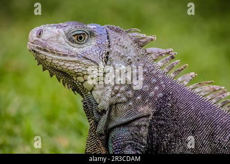 Close up d'un iguane, reptile inoffensif, selective focus d'un lézard Banque D'Images