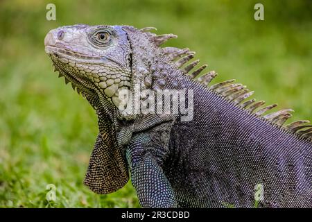 Close up d'un iguane, reptile inoffensif, selective focus d'un lézard Banque D'Images