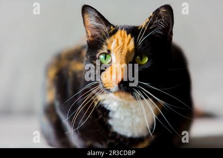Belle écaille calico tabby cat sitting on a couch Banque D'Images