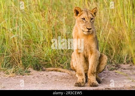 African Lion cub sur une route de terre dans une réserve de gibier d'Afrique du Sud Banque D'Images