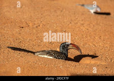 Un Hornbill de Monteiro avec un grand, le bec rouge, alerte mais reposant dans un peu peu profond de la trempe dans le sable. Banque D'Images