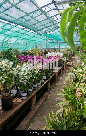 Belles orchidées colorées qui poussent et fleurissent dans une serre Banque D'Images