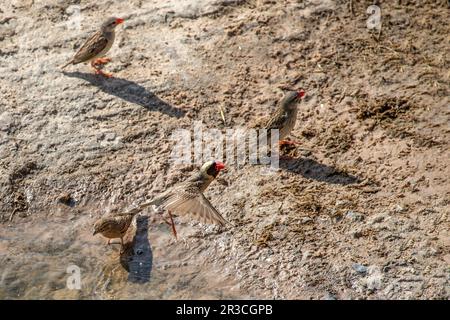 Un quelea à bec rouge décollant d'un point d'eau laissant les autres derrière. Banque D'Images