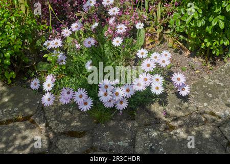 Belles fleurs blanches de Dimorphotheca pluvialis également connu sous le nom de pâquerette de pluie de cap, marigold, prophète de temps, Banque D'Images