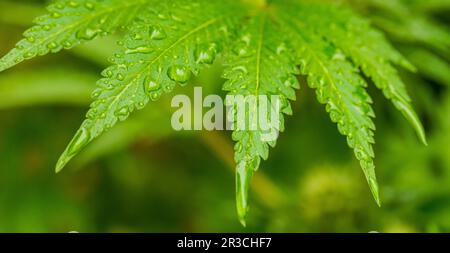 Macro close up d'une usine de marijuana médicale de cannabis leaf Banque D'Images