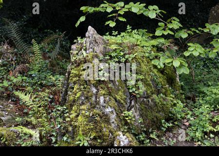 Grande roche couverte de mousse et de plantes en Irlande. Banque D'Images