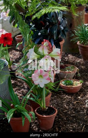 Amaryllis (Hippeastrum) fleurit à l'ombre d'une serre Banque D'Images