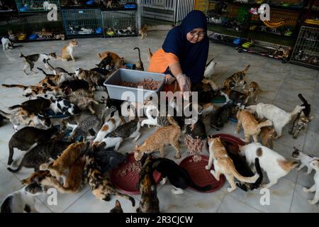 Bogor, Java-Ouest, Indonésie. 23rd mai 2023. DITA Agusta nourrit ses chats dans un abri de chat appelé Rumah Kucking Parung à Bogor, Java Ouest, Indonésie sur 23 mai 2023. DITA Agusta a établi l'abri pour les chats errants et abandonnés en 2014, où elle a pris soin de sans-abri et les chats déchargés. DITA Agusta doit prendre soin de plus de 800 chats isolés et abandonnés dans son abri. (Credit image: © Adriana Adie/ZUMA Press Wire) USAGE ÉDITORIAL SEULEMENT! Non destiné À un usage commercial ! Banque D'Images