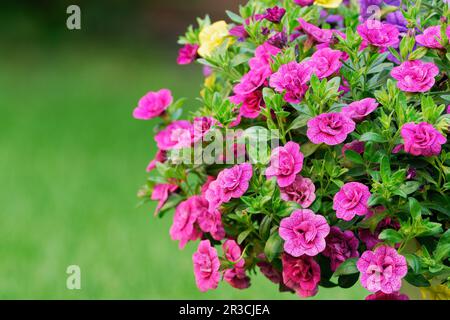 Calibrachoa elegans million Bells fleurs roses, gros plan. Annuel d'été. Arrière-plan vert flou. Copier l'espace. Jardin ornemental Trencin, Slovaquie Banque D'Images