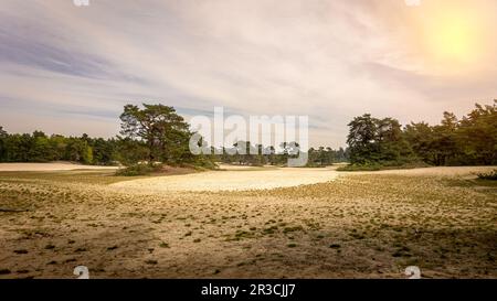 Belle plaine sablonneuse et dunes de sable avec de beaux pins et des landes, dans la réserve naturelle près de la ville de Junne municipalité d'Overijssel Banque D'Images