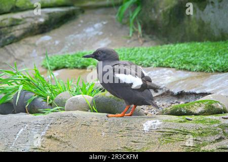 Portrait d'un pigeon guillemot , Cepphus columba, un oiseau de mer commun de l'Oregon qui habite la côte de l'océan Pacifique. Banque D'Images