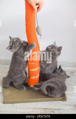 Les chatons écossais de pliage jouent avec l'aiguiseur à griffes à la maison Banque D'Images