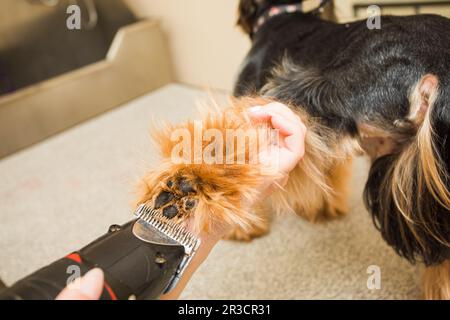 Prendre soin de toutes les parties du corps du chien Banque D'Images