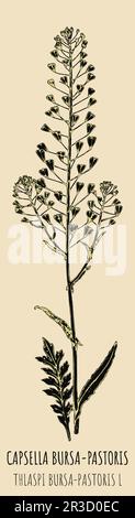 DESSINS CAPSELLA BURSA-PASTORIS. Illustration dessinée à la main. Nom latin THLASPI BURSA-PASTORIS L. Banque D'Images