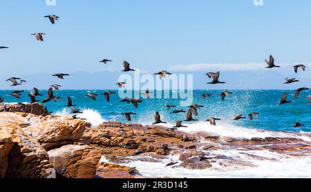 Un troupeau d'oiseaux de mer aquatiques du Cap Cormorant prenant le vol au large de la côte du Cap Banque D'Images