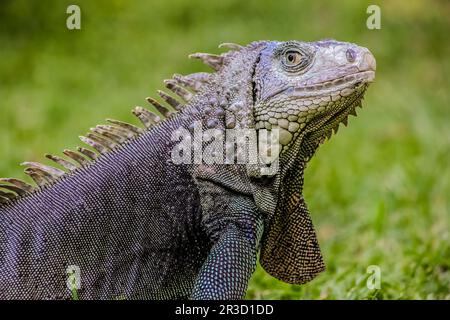 Close up d'un iguane, reptile inoffensif, selective focus d'un lézard Banque D'Images