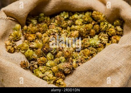 Close-up de houblon séchés dans un sac pour le brassage de la bière Banque D'Images