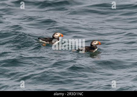 Deux Puffins de l'Atlantique (Fratercula arctica) nageant sur l'océan Atlantique au large de la côte du Maine, États-Unis. Banque D'Images