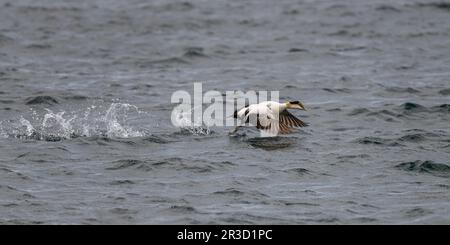 Un canard mâle à Eider à duvet (Somateria mollissima) qui s'enferme de la surface de l'océan Atlantique au large de la côte du Maine, aux États-Unis. Banque D'Images