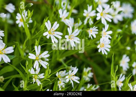 Millepertuis ou Stellaria holostea. Photo macro de fleurs blanches sauvages prise un jour d'été Banque D'Images