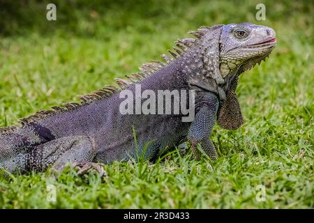 Gros plan d'un animal de compagnie Iguana avec une couleur grise et bleue sur une pelouse en herbe verte Banque D'Images