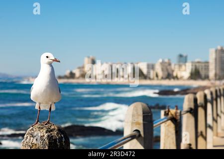 Gros plan d'un mouette à Sea point Cape Town Afrique du Sud Banque D'Images