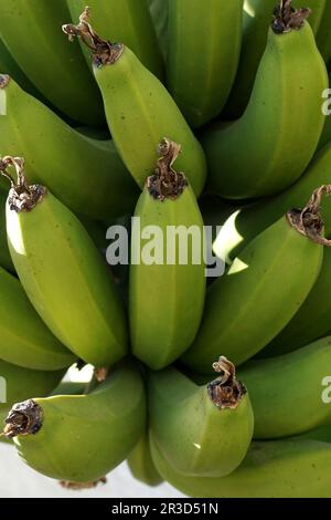 Bouquet de bananes en forêt Banque D'Images