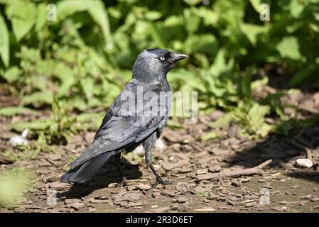 WESTERN Jackdaw (Corvus monedula) debout dans le profil droit sur le sol de Bark Chip au soleil, contre le fond vert de feuillage, pris au Royaume-Uni en mai Banque D'Images