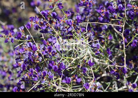 Schott Indigo Bush, Psorothamnus Schottii, présentant des fleurs printanières dans le désert de la vallée de Borrego, un arbuste indigène aux inflorescences de racémes. Banque D'Images