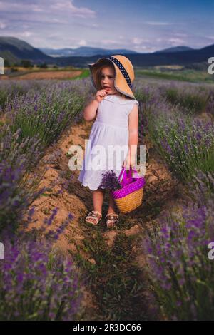 La petite fille récolte des fleurs sur un champ de lavande Banque D'Images