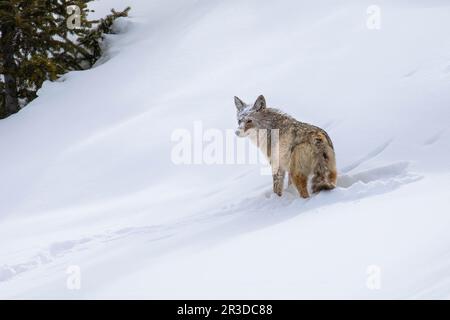 Un coyote du parc national de Yellowstone observe un groupe de loups au loin tandis qu'ils s'attaquent à un bison Banque D'Images