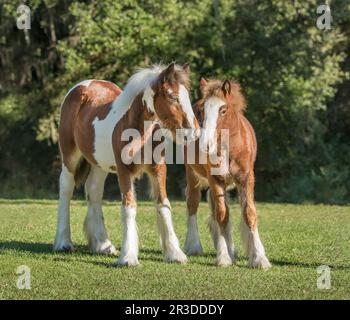 Gypsy Vanner les fillies de cheval se socialisent dans les pâturages Banque D'Images
