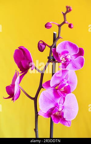 Fleur d'orchidée violette phalaenopsis, phalaenopsis ou falah sur fond jaune. Orchidées de papillons. Banque D'Images