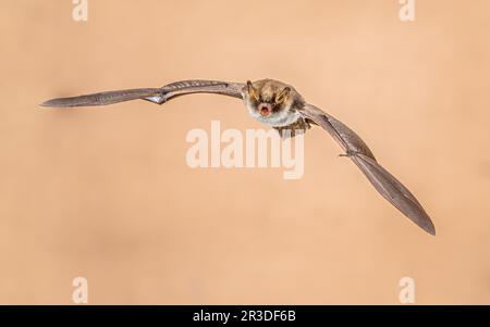 La chauve-souris de Natterer (Myotis nattereri) survolant le grenier de l'église sur fond lumineux. Il se trouve dans la plupart du continent européen, dans des parties de la proche E Banque D'Images