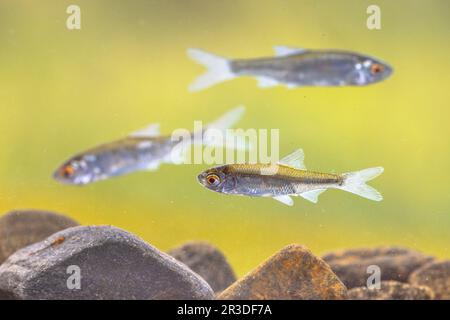 Poissons d'eau douce Sunmorne ou Belica (Leucaspius détratus). Il a une bouche tournée vers le haut et une courte ligne latérale qui s'étend d'environ sept à dix sc Banque D'Images