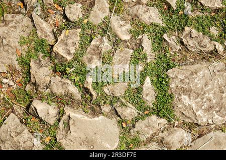 Texture abstraite du sentier pavé avec de l'herbe et des pierres. Textures et motifs naturels pour les jeux Banque D'Images