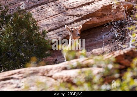 Young Desert Bighorn Sheep ; Canyon Overlook Trail ; parc national de Zion ; Utah ; États-Unis Banque D'Images