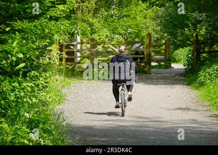 Un cycliste en surpoids sur le Sett Valley Trail, dans le Derbyshire Banque D'Images