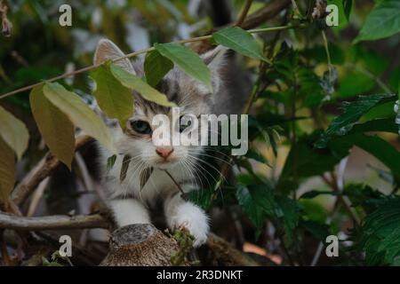 Le concept des animaux de compagnie et de l'environnement. Charmant petit chaton tricolore extérieur joue à l'escalade des buissons et des arbres. Beau jeune chat tricolore avec b Banque D'Images