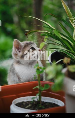 Charmant petit chaton tricolore extérieur jouant avec des feuilles vertes de plantes dans le jardin. Le concept des animaux de compagnie et de l'environnement. Beau tricol jeune Banque D'Images