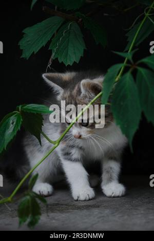 Un charmant petit chaton tricolore extérieur joue avec les grandes feuilles vertes de la plante. Le concept des animaux de compagnie et de l'environnement. Beau jeune tr Banque D'Images